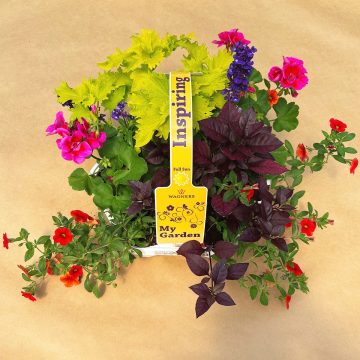 My Garden Combo 'Inspiring Sun'- 7 Count Tray