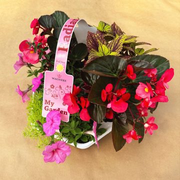 My Garden Combo 'Radiant Sun'- 7 Count Tray