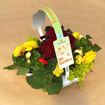 My Garden Combo 'Tropical Shade'- 7 Count Tray