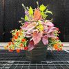 Combination ‘Inspiration’- 14″ Garden to Go