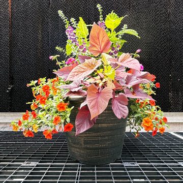 Combination 'Inspiration'- 14" Garden to Go
