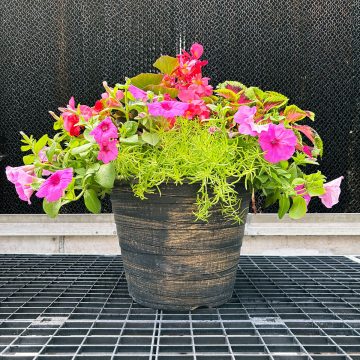 Combination Radiant- 14" Garden To Go