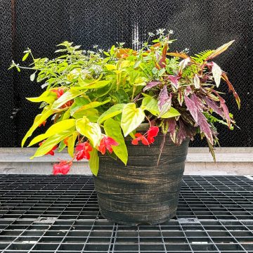 Combination 'Playful Canary' - 14" Garden To Go