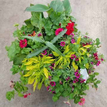 Combination ‘Berry Blast’ – 17″ Estate Pot