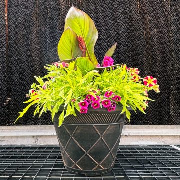 Combination 'Berry Blast' - 17" Estate Pot
