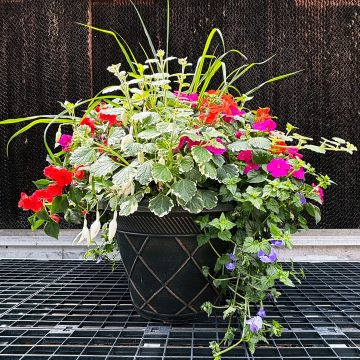 Combination 'First Kiss' - 17" Estate pot