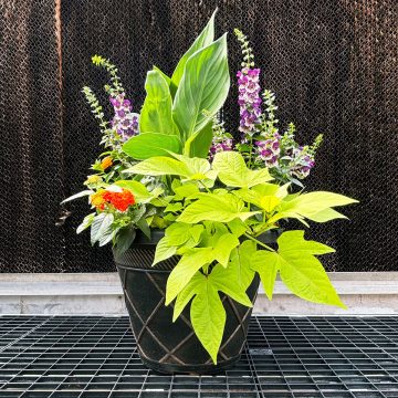 Combination ‘Joy’ – 17″ Estate pot