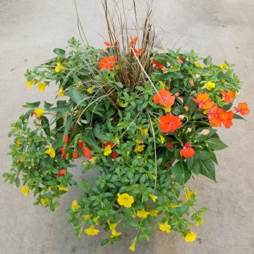Combination 'Vivid - 14" Garden to Go