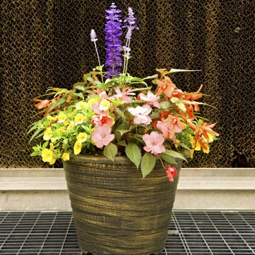 Combination 'Vivid' - 14" Garden to Go