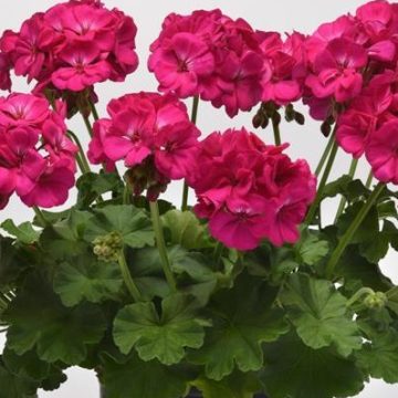 Geranium Galaxy™ Purple- 13" patio pot