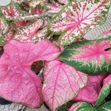 Caladium, Pink- 6" pot
