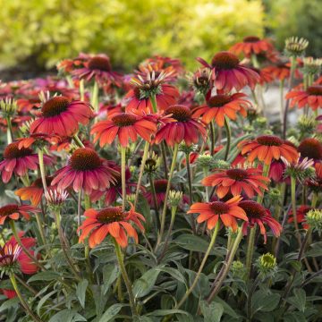 ECHINACEA 'EVOLUTION™ FIESTA', SIZE #1