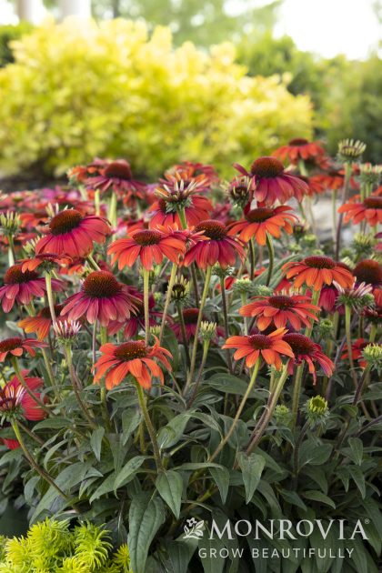 product-97338-1759492654-MO413591