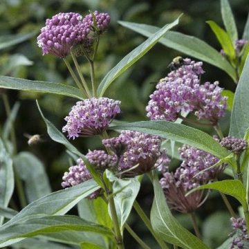 ASCLEPIAS 'CINDERELLA', SIZE #1