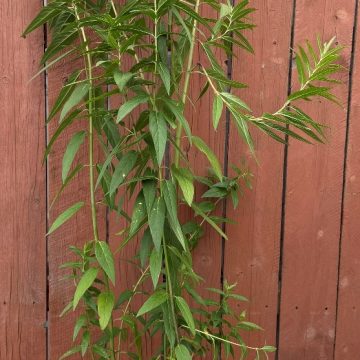 Asclepias 'Cinderella', Size #1