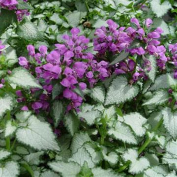 LAMIUM RED NANCY