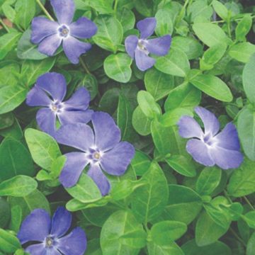 VINCA BOWLES CUNNINGHAM- 3.5"