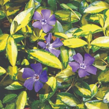 VINCA ILLUMINATION- 3.5"