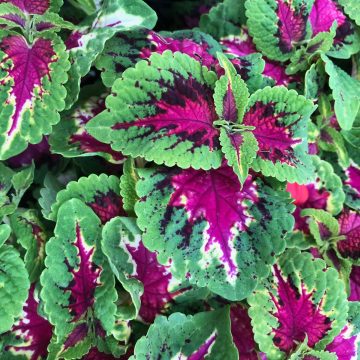 Coleus Wizard Rose - 4 pak