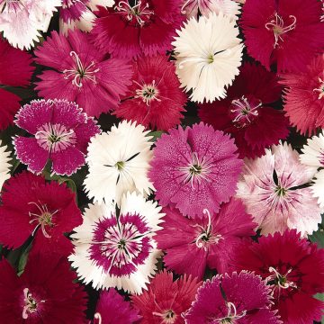 Dianthus Ideal Select™ Mix- 4 pak