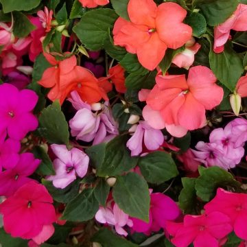 Impatiens Imara™ XDR Wagner Paradise Mix - 4 pak
