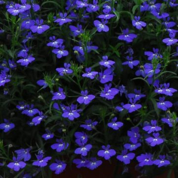 Lobelia Regatta Midnight Blue - 4 pak