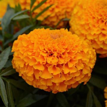 Marigold Marvel II™ Orange- 4 pak