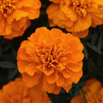 Marigold Bonanza™ Deep Orange- 4 pak