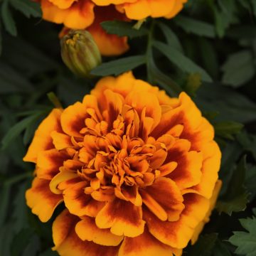 Marigold Bonanza™ Flame- 4 pak