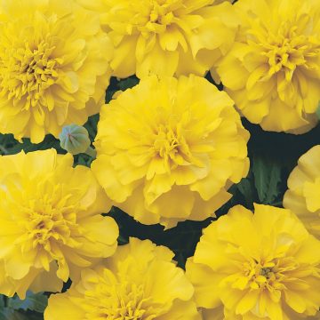 Marigold Bonanza™Yellow- 4 pak