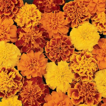 Marigold Bonanza™ Mixed- 4 pak
