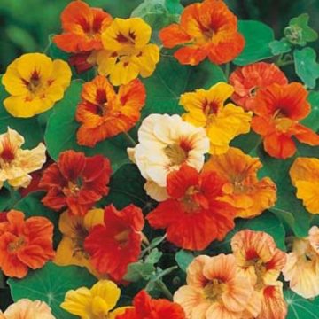 Nasturtium Jewel Mixed - 4 pak