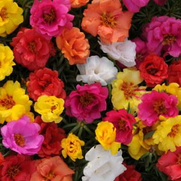 Portulaca Happy Hour™ Mix - 4 Pak