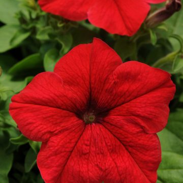 Petunia Pretty Grand™ Red - 4 pak