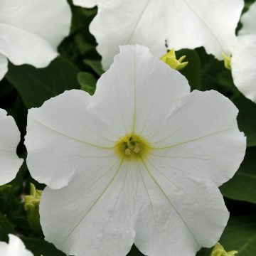 Petunia Pretty Grand™ White - 4 pak