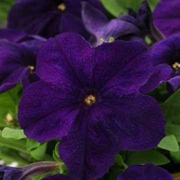 Petunia Pretty Grand™ Midnight - 4 pak