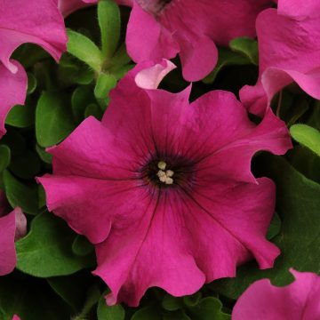 Petunia Pretty Grand™ Purple - 4 pak