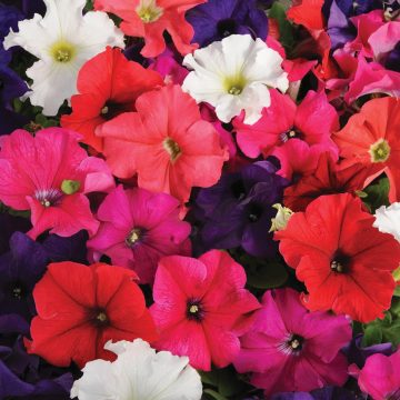 Petunia Pretty Grand™ Mix - 4 pak