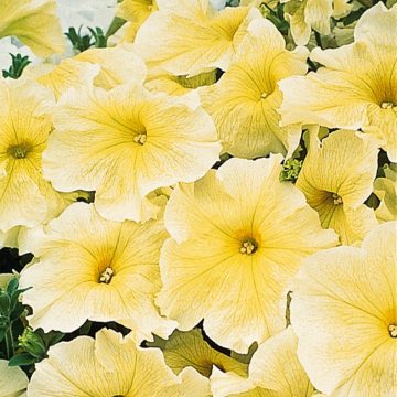 Petunia Prism™ Sunshine - 4 pak