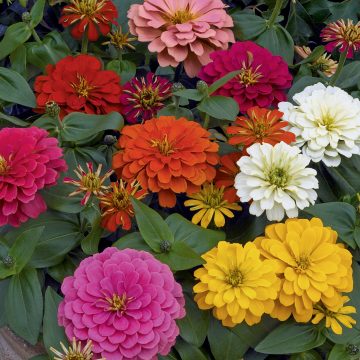 Zinnia Magellan™ Mix- 4 pak