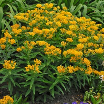 ASCLEPIAS 'HELLO YELLOW', SIZE #1