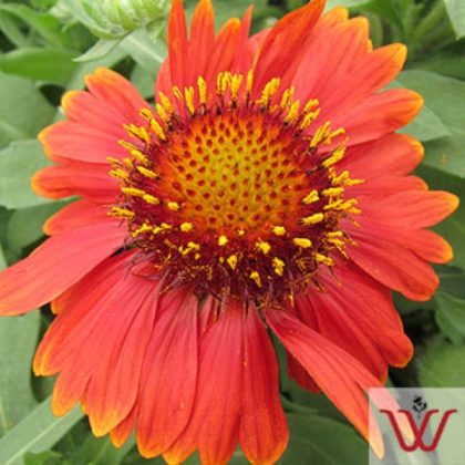 GAILLARDIA 'ARIZONA RED SHADES', SIZE #1