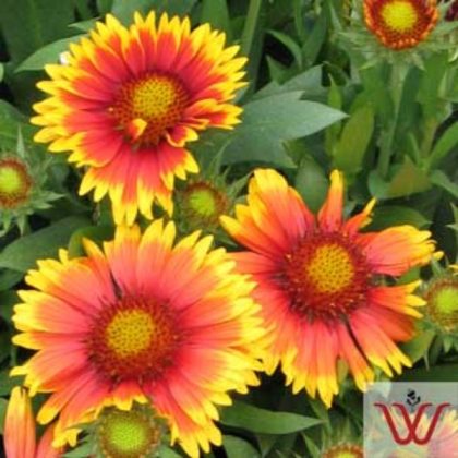 product-97482-1759482754-GALARI725-TGW