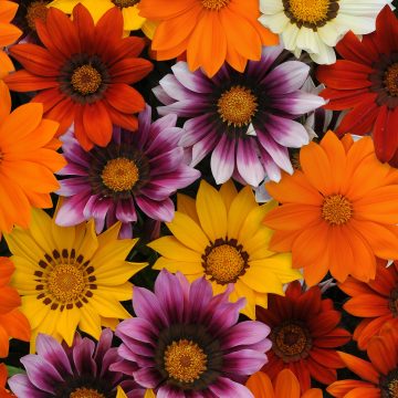 Gazania New Day Mixture - 4 1/3" pot