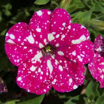 Petunia Headliner Pink Sky