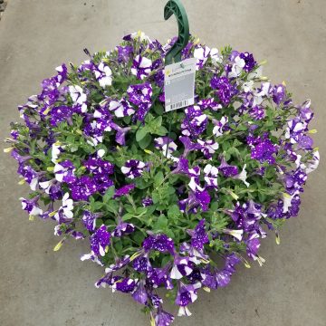 Petunia Headliner™ Night Sky- 12" hanging basket