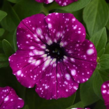 Petunia Headliner™ Electric Purple Sky 4 1/3" pot