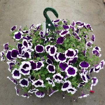 Petunia Headliner™ Dark Violet Picotee- 12" basket
