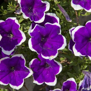 Petunia Headliner™ Dark Violet Picotee- 4 1/3" pot