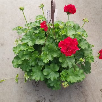 Geranium Combo Calliope Lg Dark Red- 12" basket